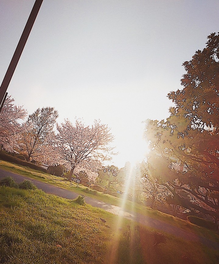 桜と夕日