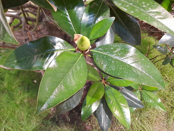 Magnolia