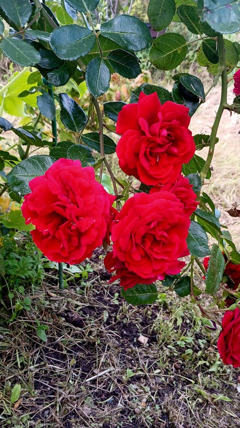 Summer