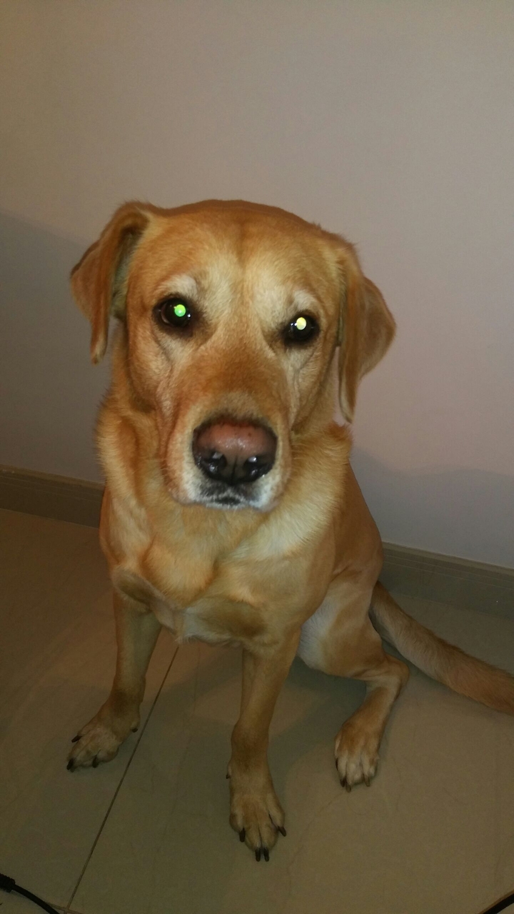 labrador
