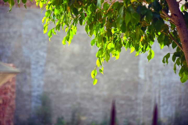 Leaves