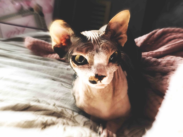 cat