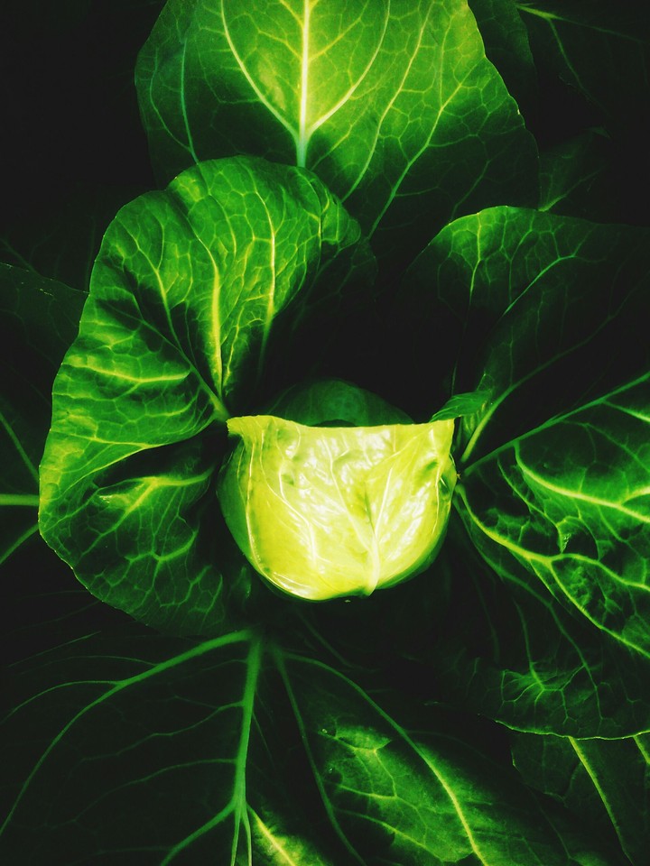 green spring