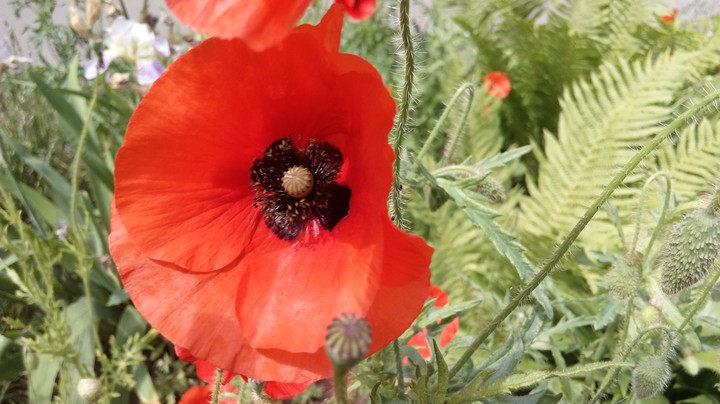 Poppy