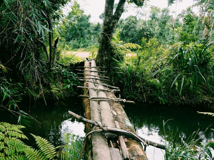 Jungle path