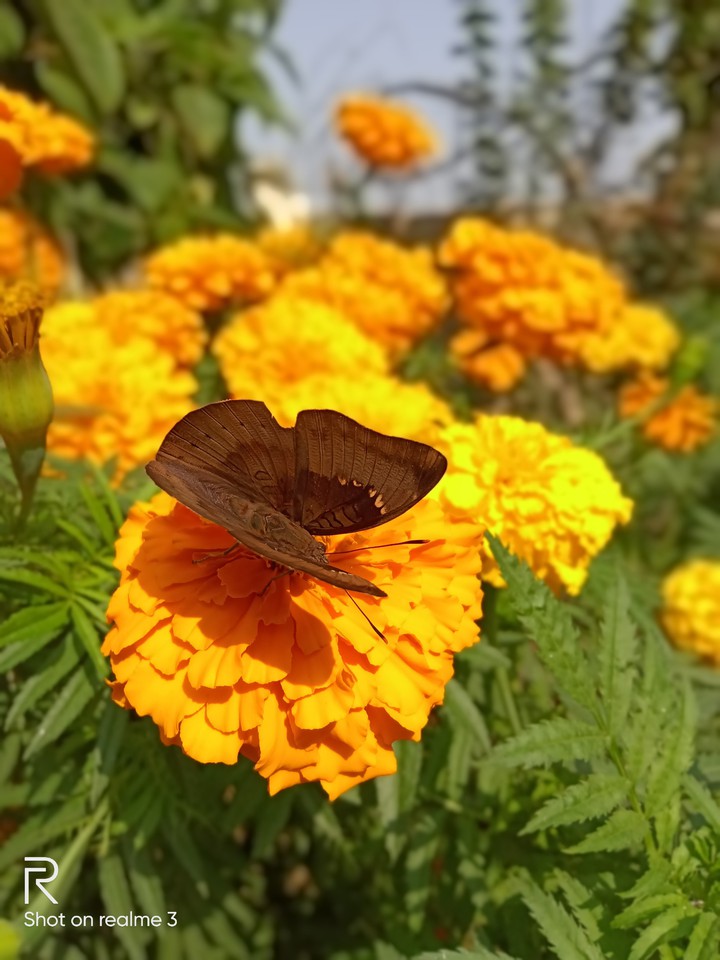 butterfly