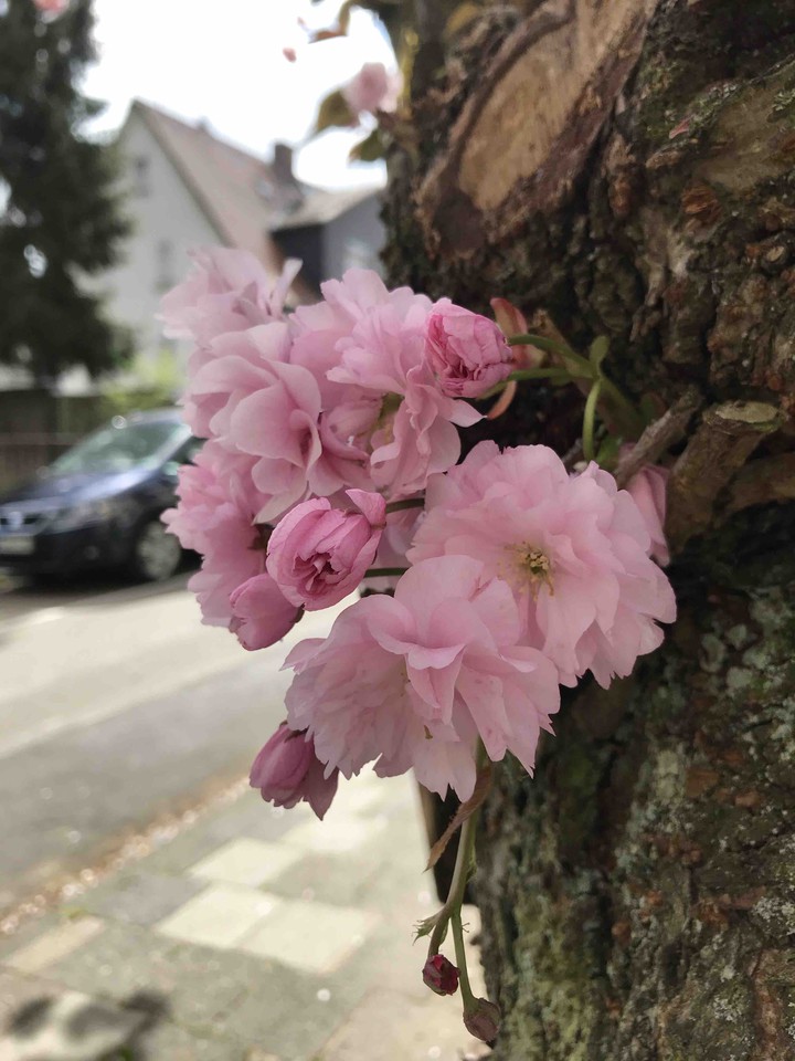 Spring