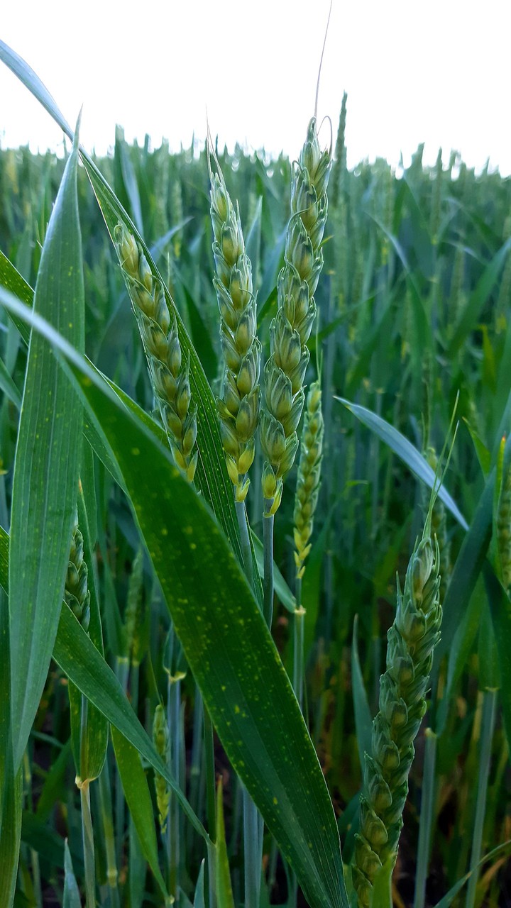 wheat