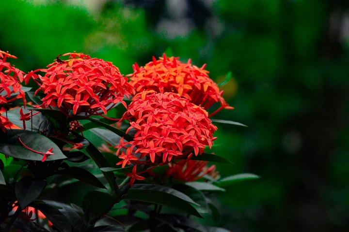 flowers