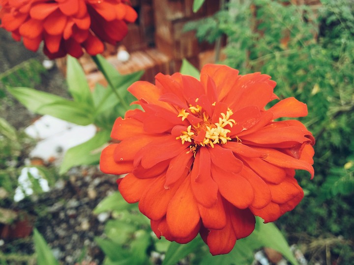 orange flower