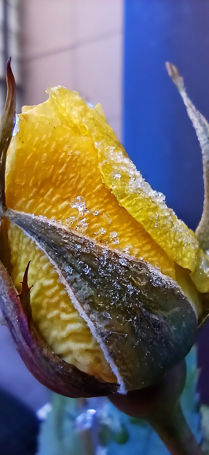 yellow roses frozen