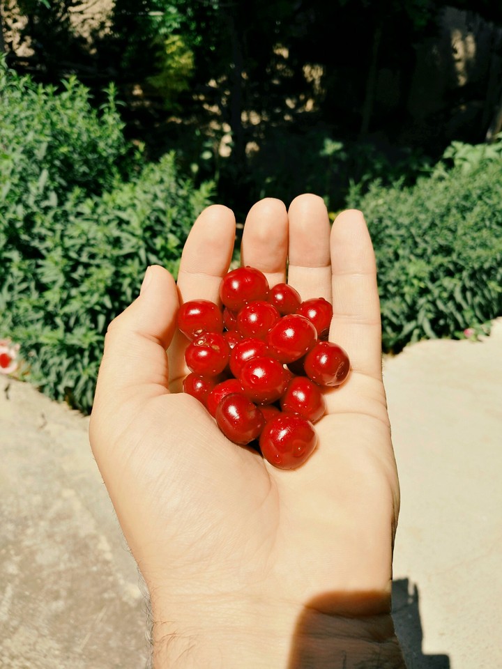 بفرمایید البالو