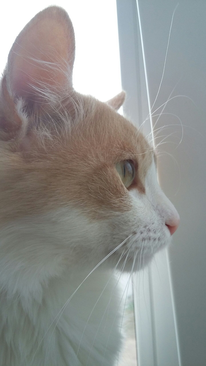 котя