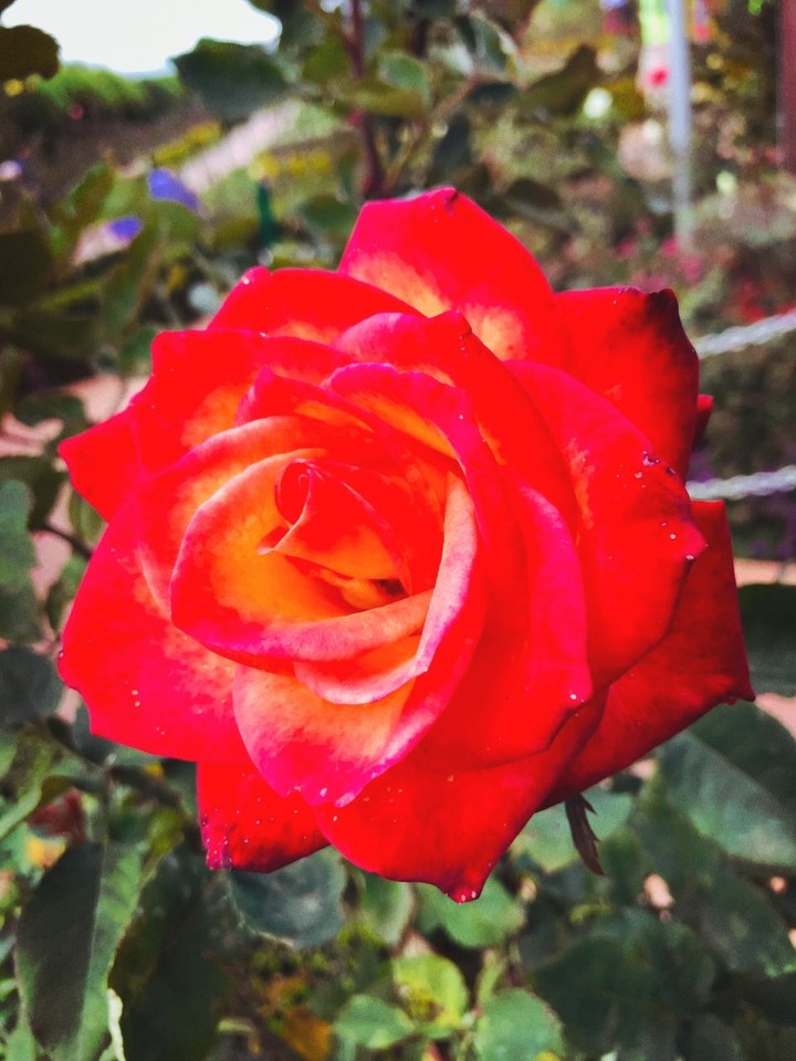 rose
