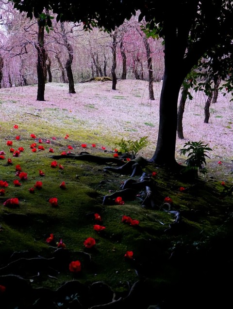 sfondi deciduous, Japan