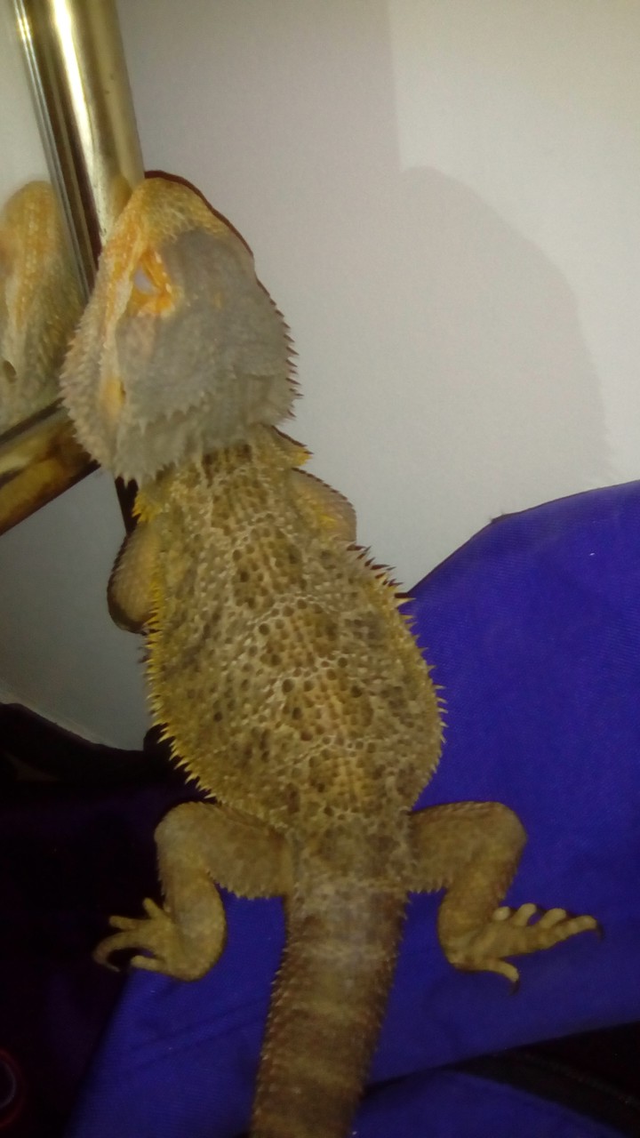 pogona