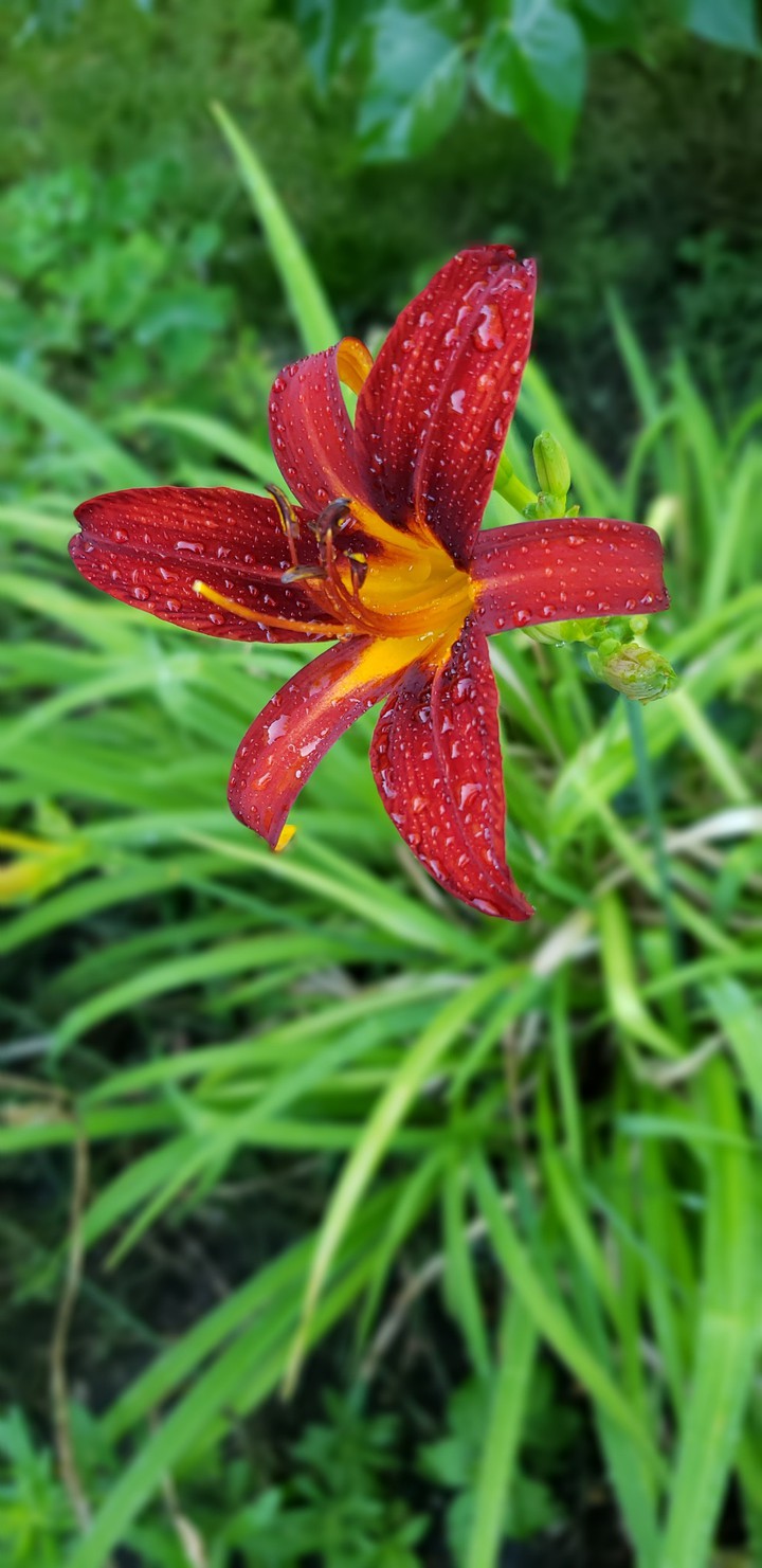 lily
