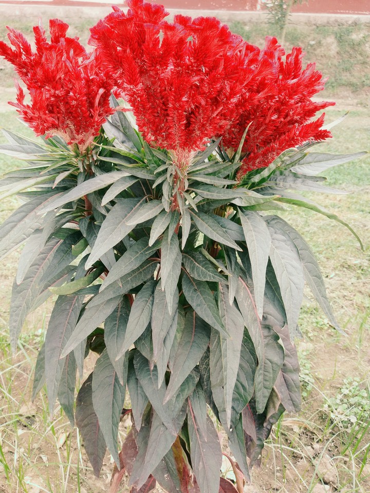 flower