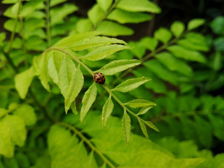 Transverse Ladybird