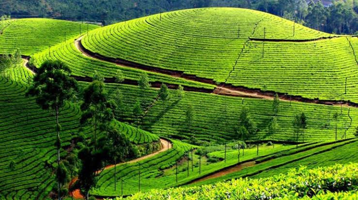 Terrace farming Darjiling India