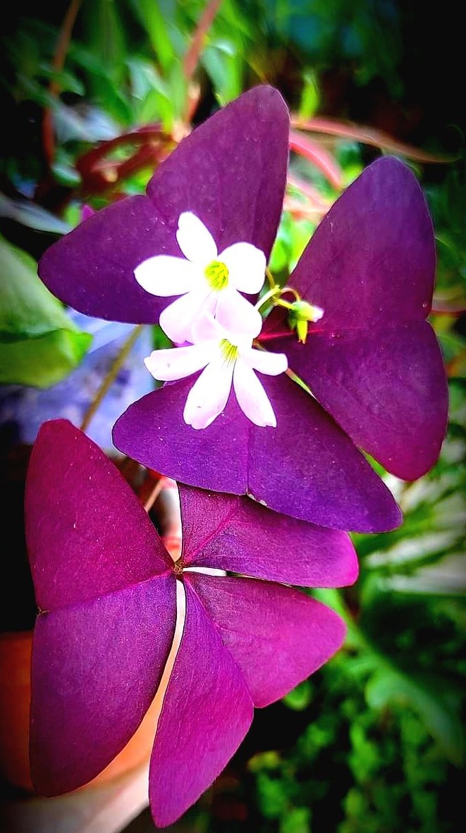 leaves