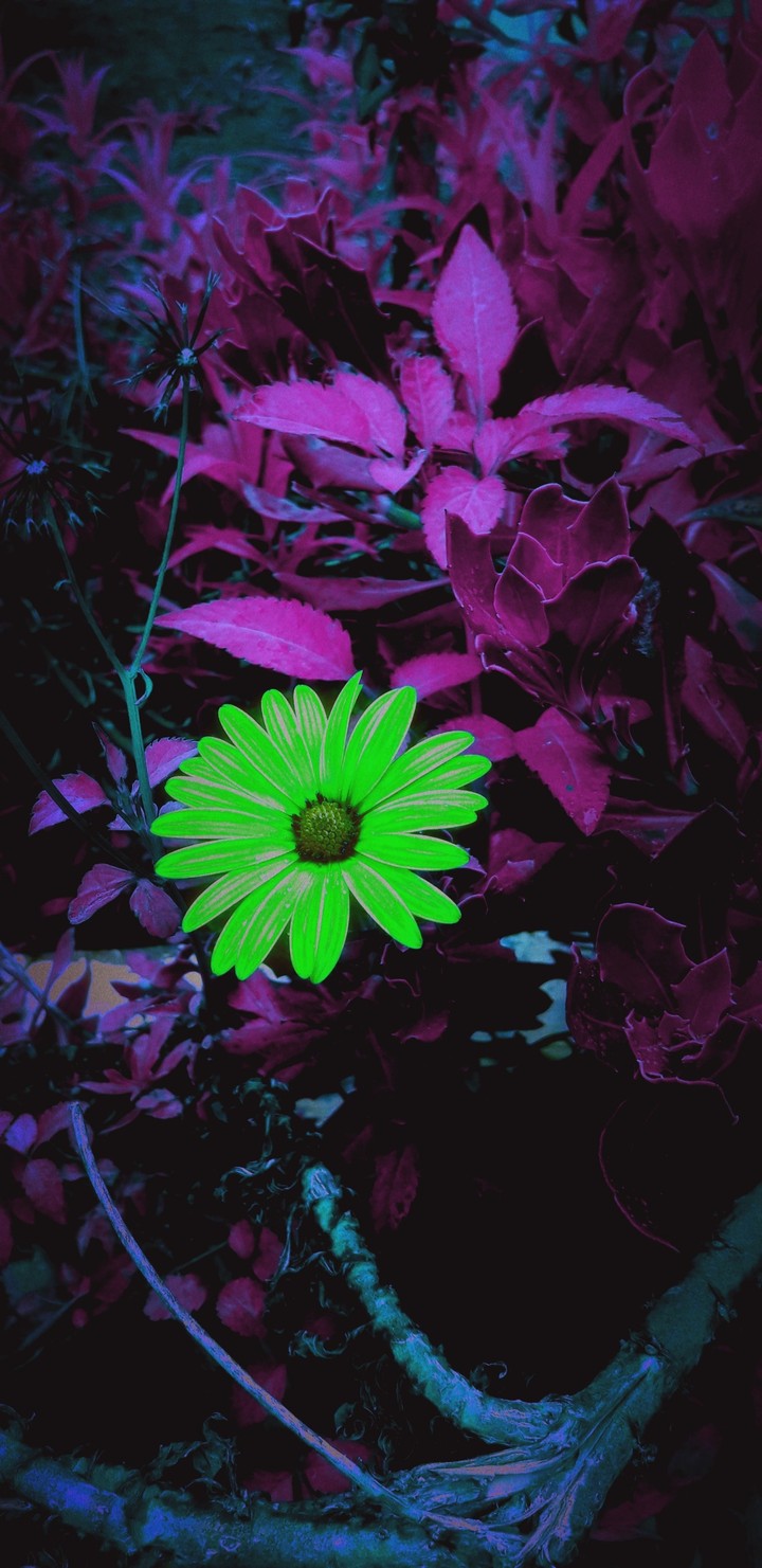 flowers