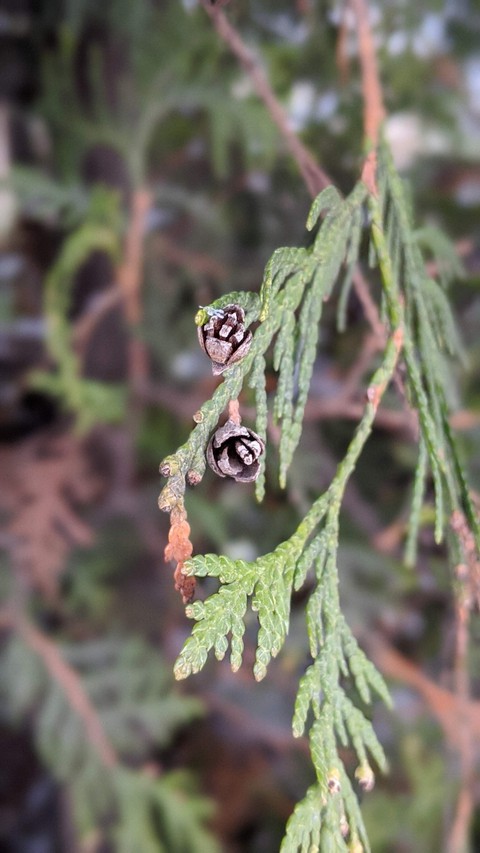 little bumps. greens. needles. thuja