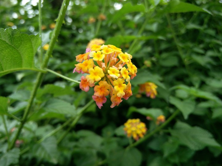 little flower