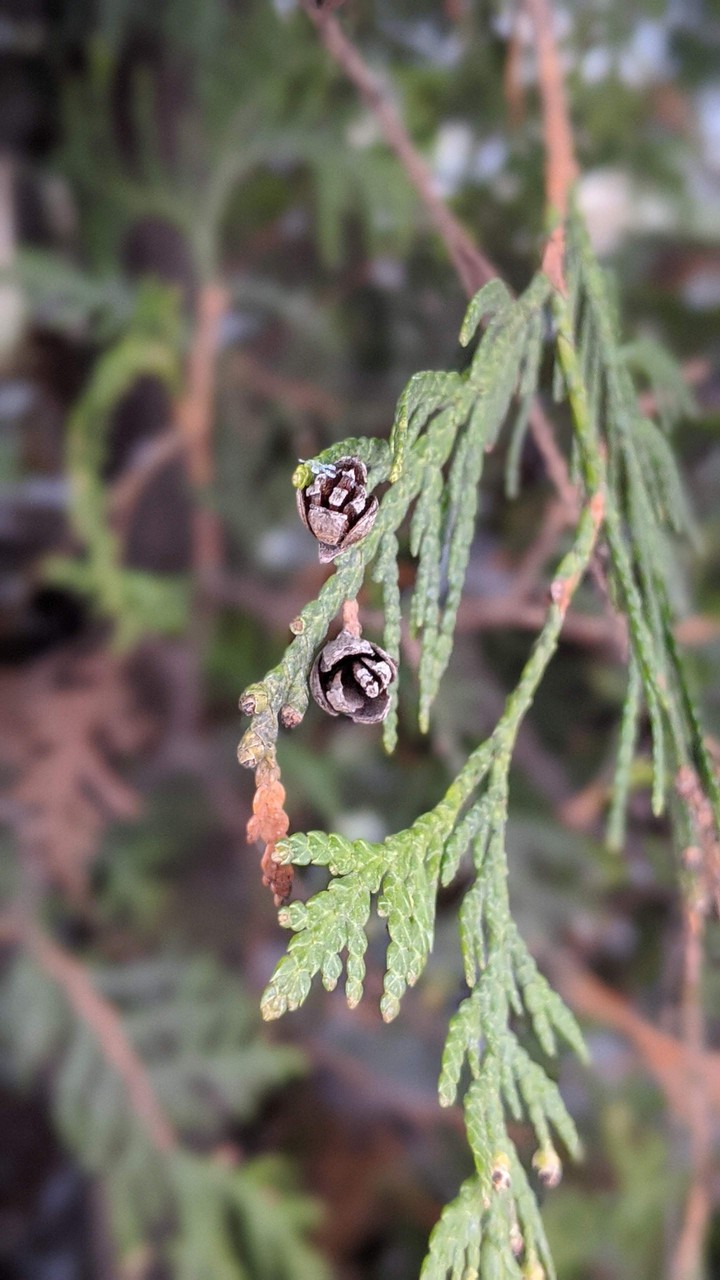 little bumps.  greens.  needles.  thuja
