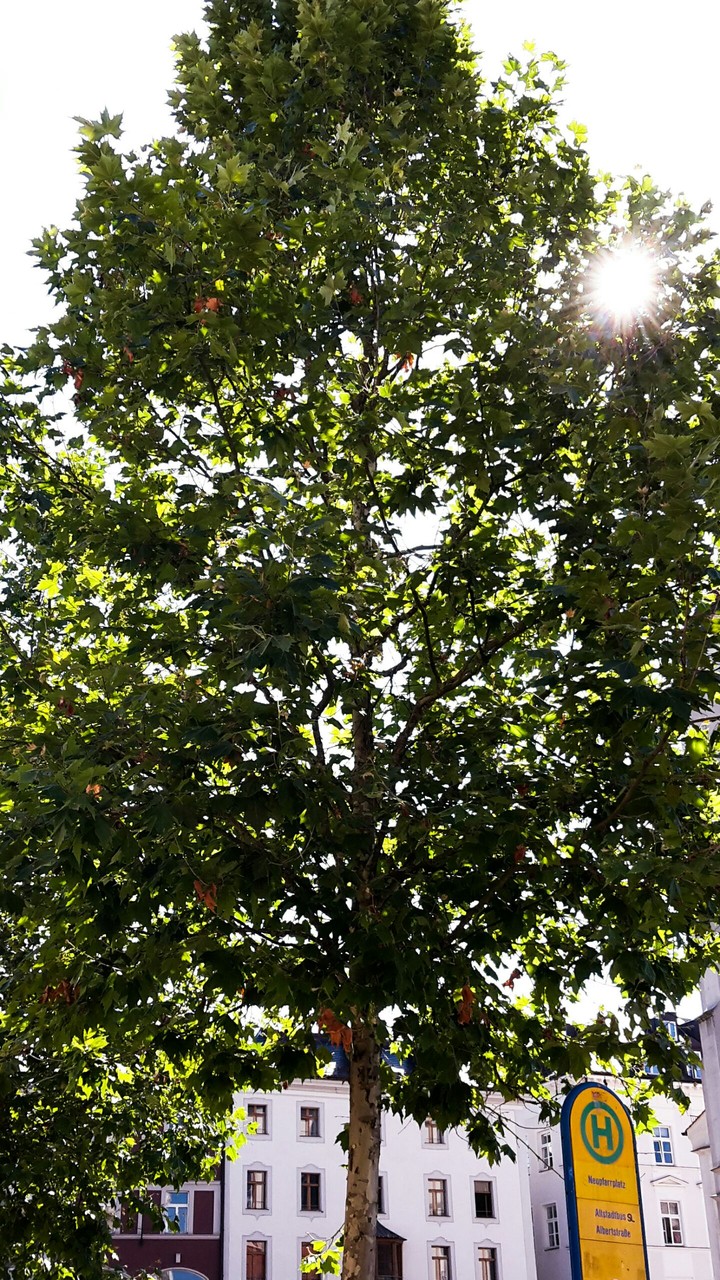 Sun tree