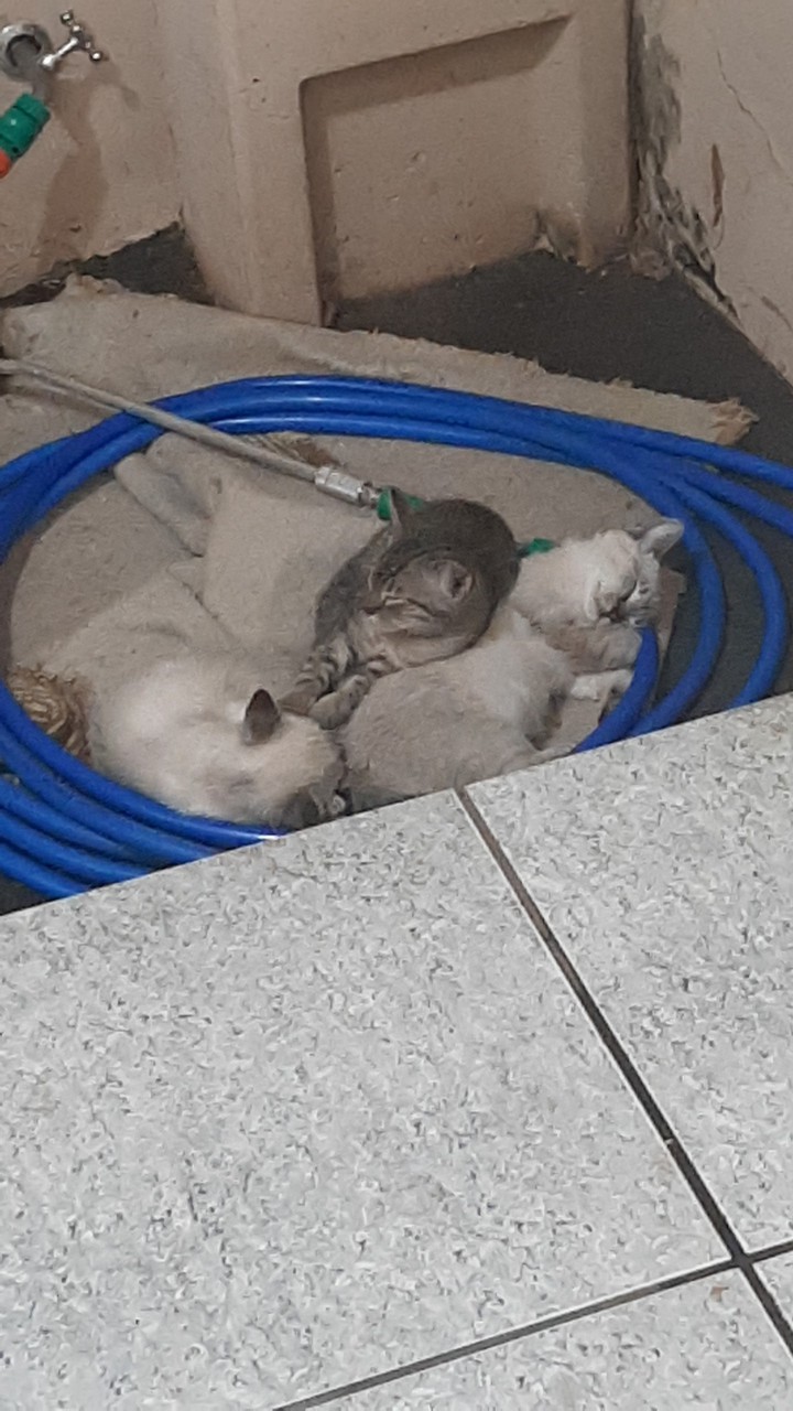 Mu cats