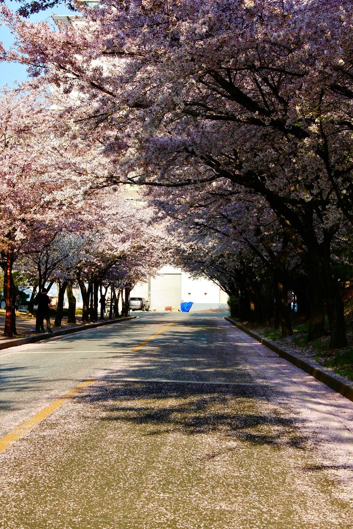 tapety spring, branch