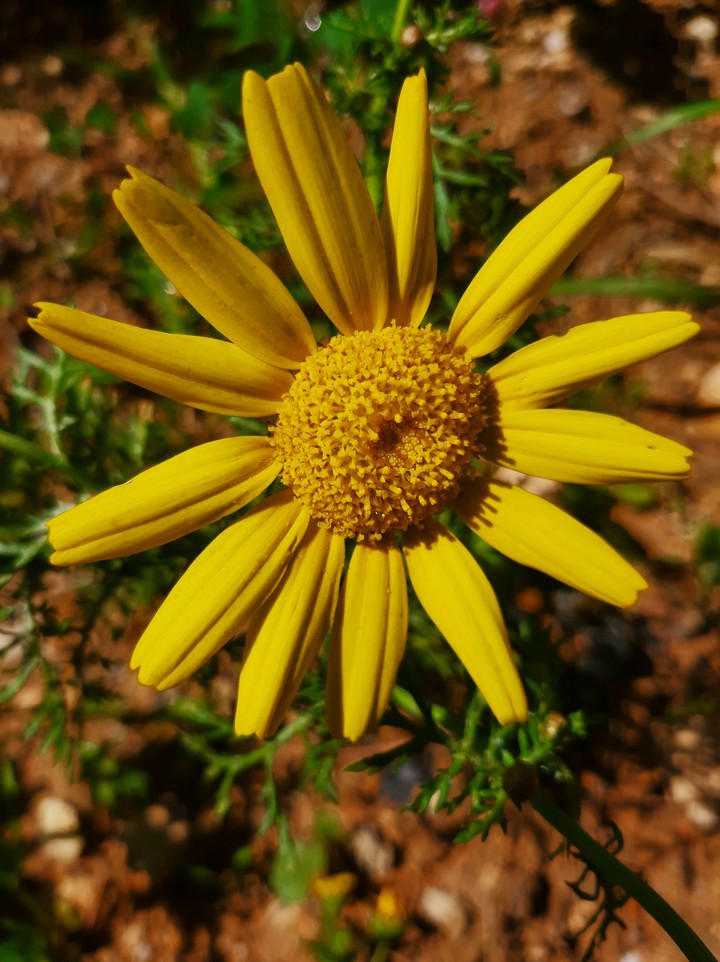spring