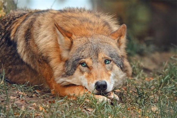 red wolf