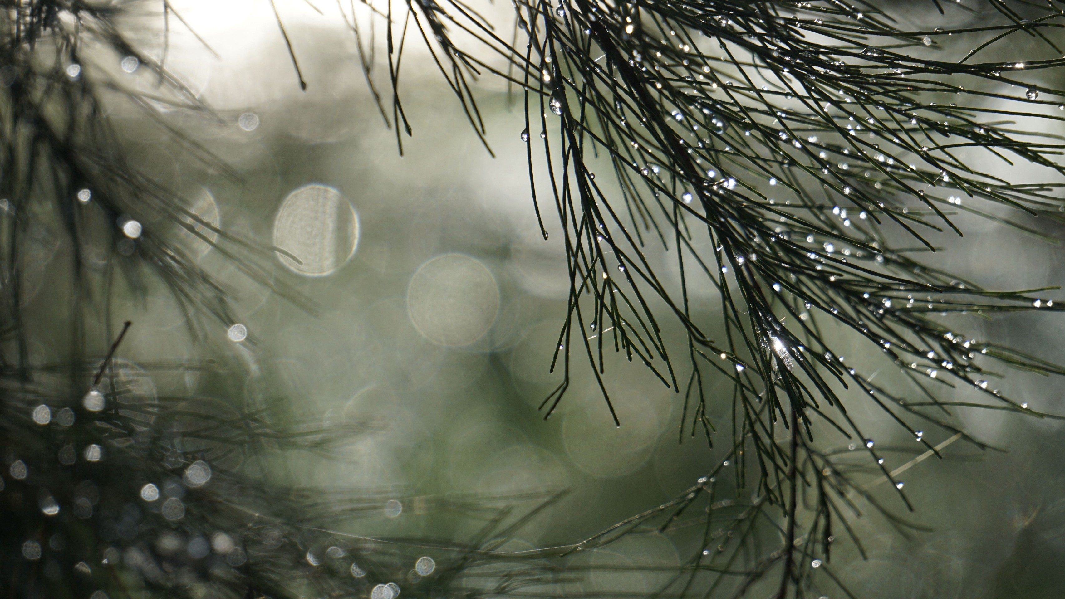 sfondi fir, precipitation