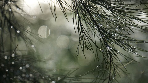 тапети fir, precipitation