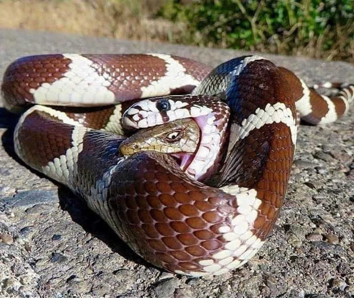 snake eat snake
