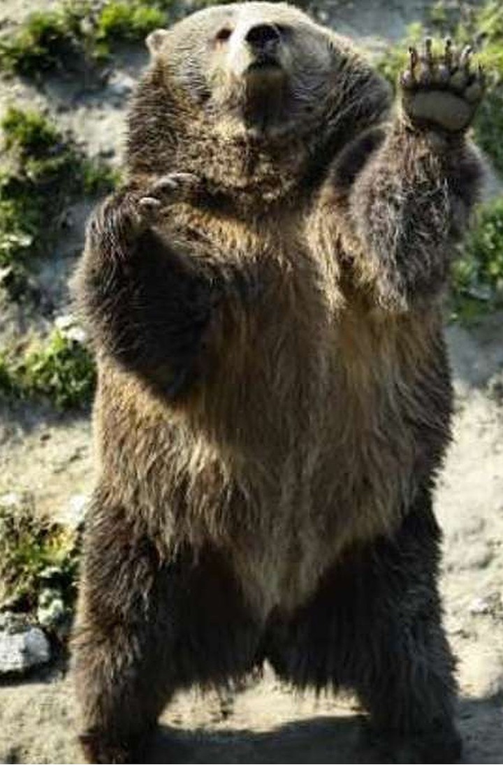 Brown bear