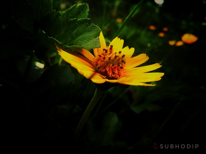 flower