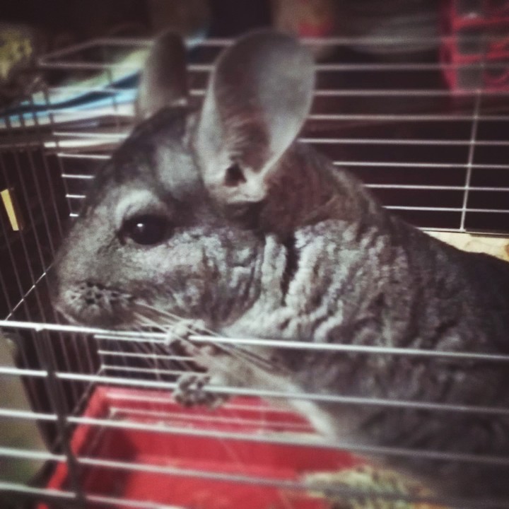 Cute chinchilla