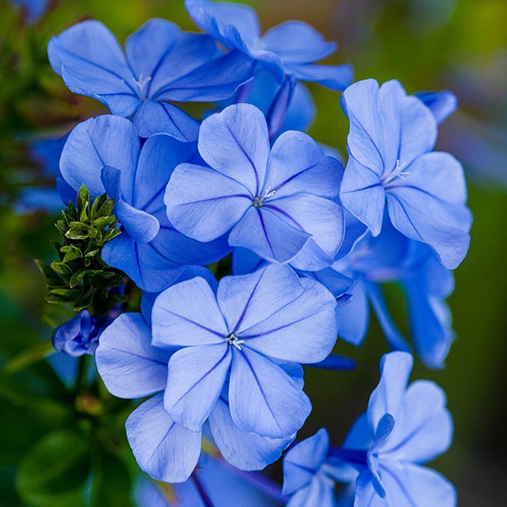 little blue flowers*