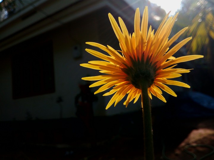 against the sun