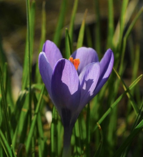 tapety flower, grass