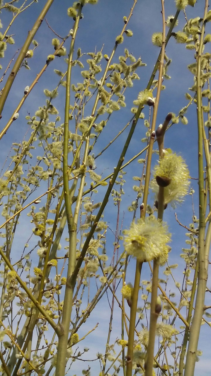 strange tree blossom