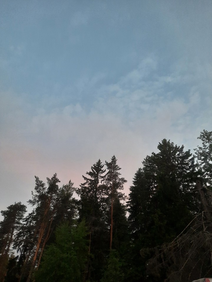 °forest°