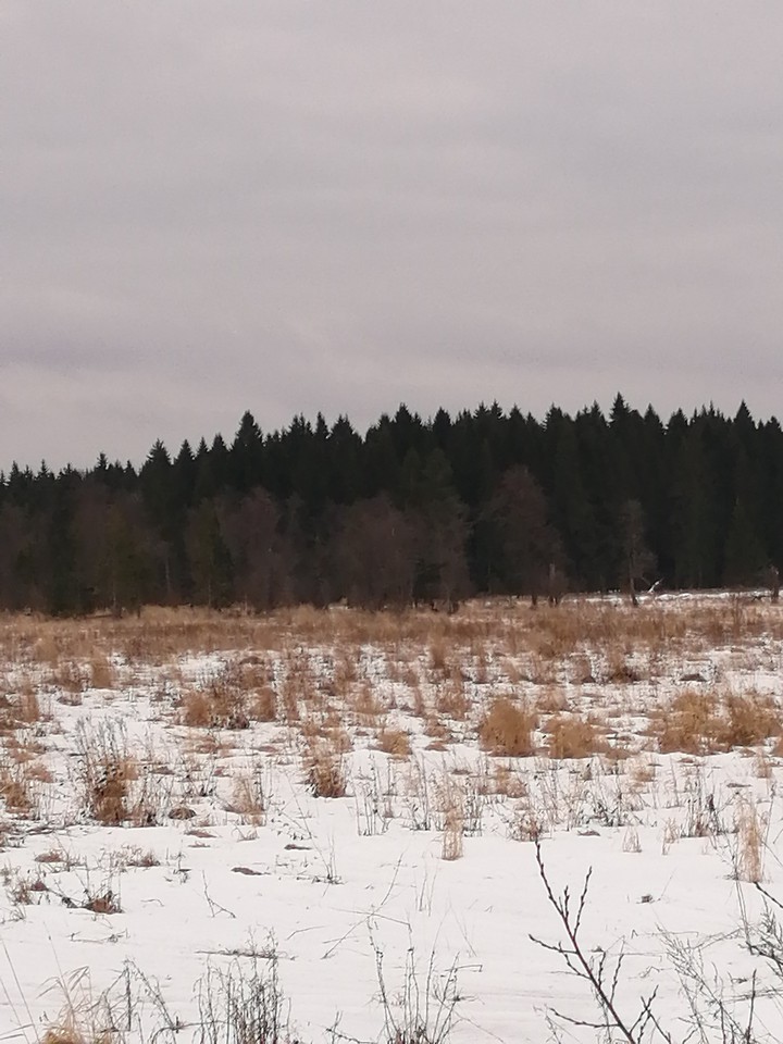 лес