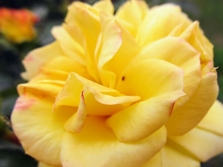 rose