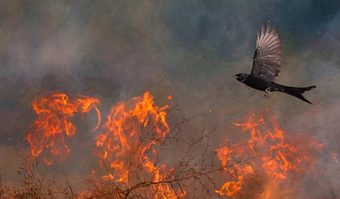 BIRD FLYING OVER FIRER