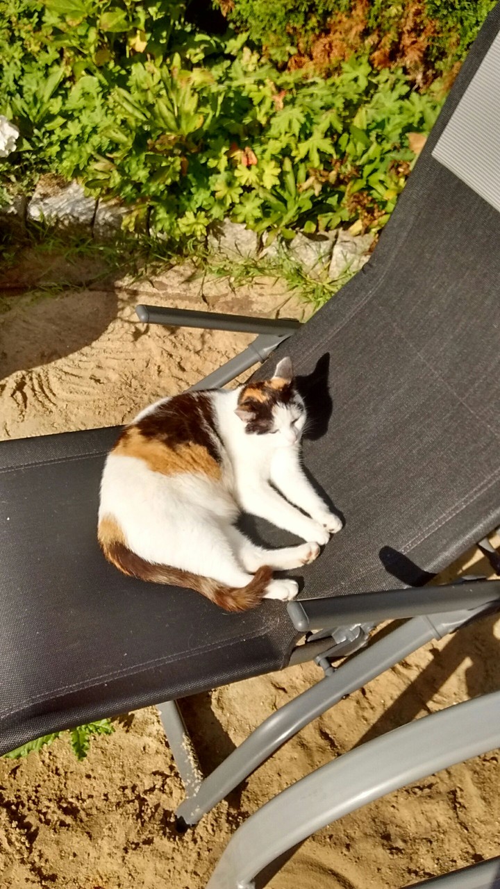 Chill  Cat 
