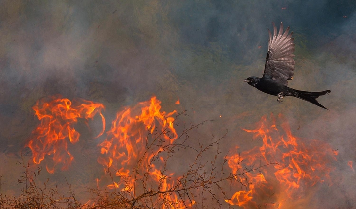 BIRD FLYING OVER FIRER